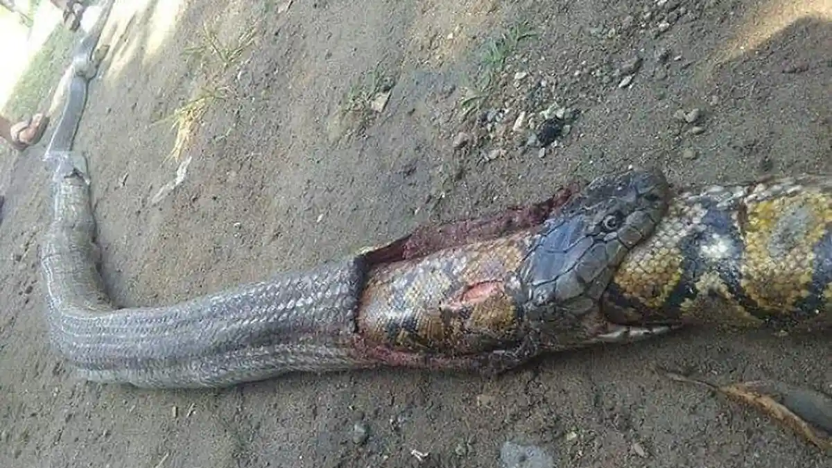 Seekor Ular Kobra Menelan Ular Piton Setelah Berduel, Mati dalam Sekali Gigitan, Hebohkan Warga