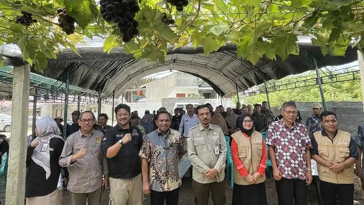 Kota Palu Miliki Potensi Sektor Budidaya Anggur, Pemkot Ikut Sertakan Petani dalam Bimtek