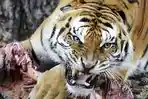 harimau_20180510_141026.jpg