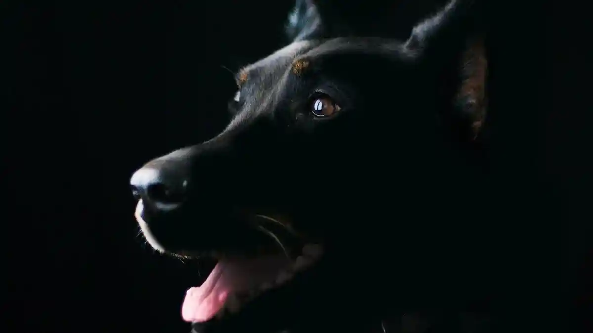 Arti Gonggongan Anjing di Malam Hari, Waspada Pertanda Buruk