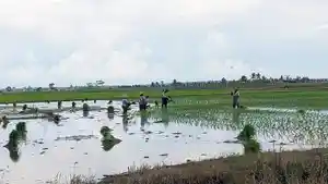 Sawah-Desa-Rias.jpg