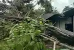 Hujan Angin, Pohon Tumbang Timpa Rumah Warga di Boleng Manggarai Barat