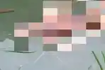 BREAKING NEWS:  Mayat Mengapung Gegerkan Warga Bajuin Tala Kalsel, Kondisi Tubuh Mulai Rusak