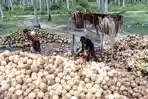 Daftar Harga Komoditas Kelapa di Parigi, Kopra Rp14.000 per Kilogram