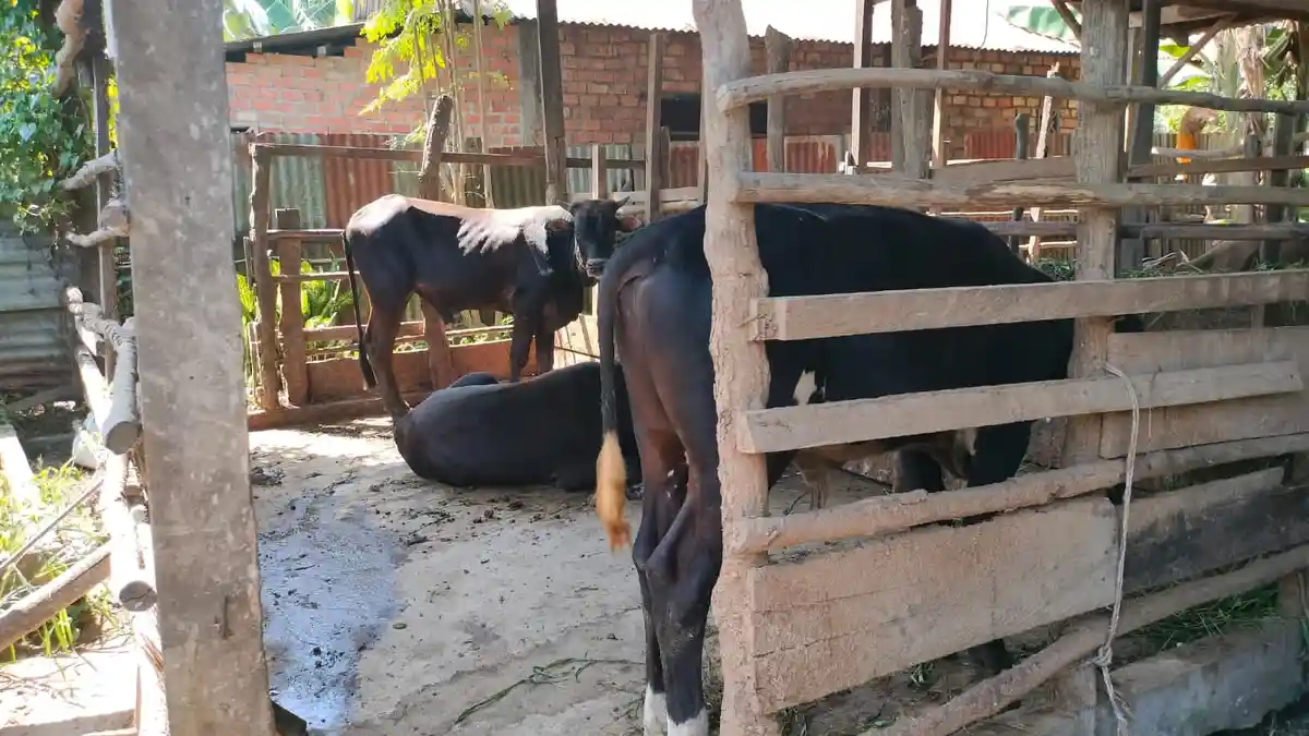 PMK Mewabah di Jambi Lakukan Ini Agar Daging Ternak Terinfeksi Masih Bisa Dikonsumsi Manusia