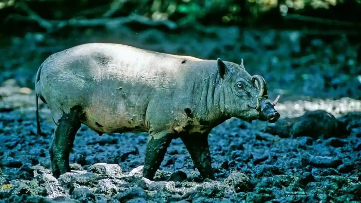 Mice Makatengkeng dari SPORC BPPHLHK Sulawesi: Babi Rusa Jangan Punah