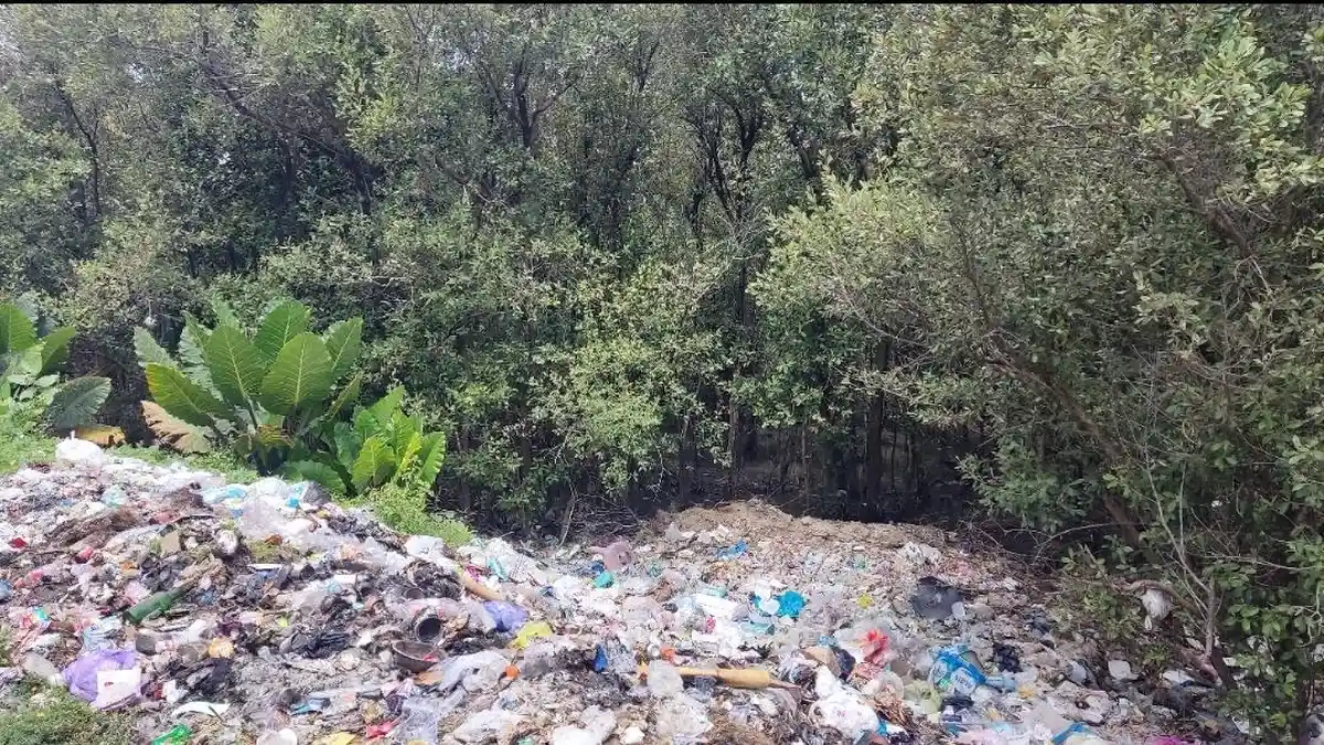 Baru 3 Bulan Lalu Dibersihkan, Kawasan Hutan Mangrove Boalemo Gorontalo Kembali Dipenuhi Sampah