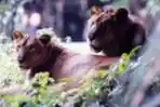 Singa Jantan dan Betina di Ragunan