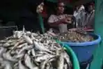 Sentra Olahan Ikan Bilih Khas Danau Singkarak