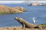 KOMODO.jpg