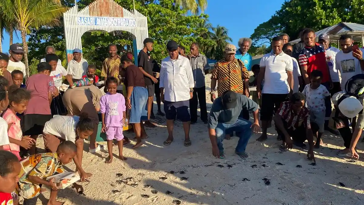 Bupati dan Masyarakat Biak Lepasliar Ratusan Tukik