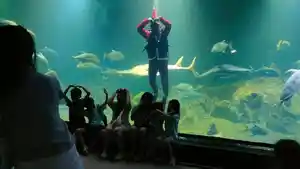 aquariumindonesiasiasia.jpg