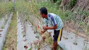 Petani-cabai-di-Kabupaten-Belu-menghadapi-dampak-serius-akibat-gagal-panen.jpg