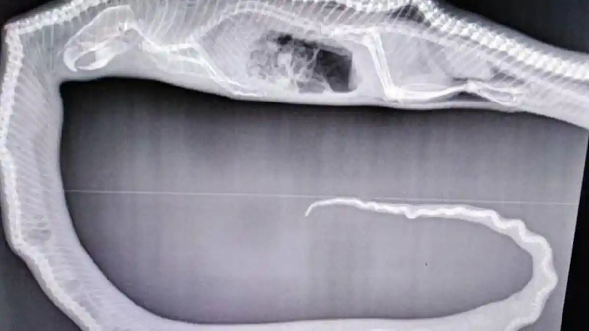 Saat Dokter Gagal Selamatkan Nyawa Ular Python yang Dilindas Mobil