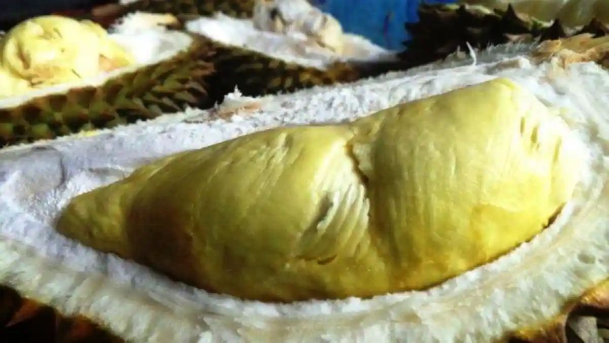 6 Tips Ahli Memilih Durian Matang, Jangan Mau Dibohongi Penjual