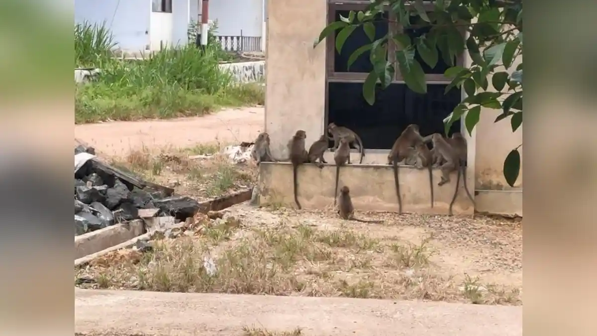 BKSDA Kalsel Akan Buat Kandang Jebakan untuk Gerombolan Kera Sungai Sipai