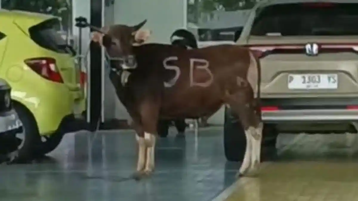 Sapi Kabur dari Perumahan ke Dealer Mobil saat Idul Adha, Langsung Disembelih di Halaman