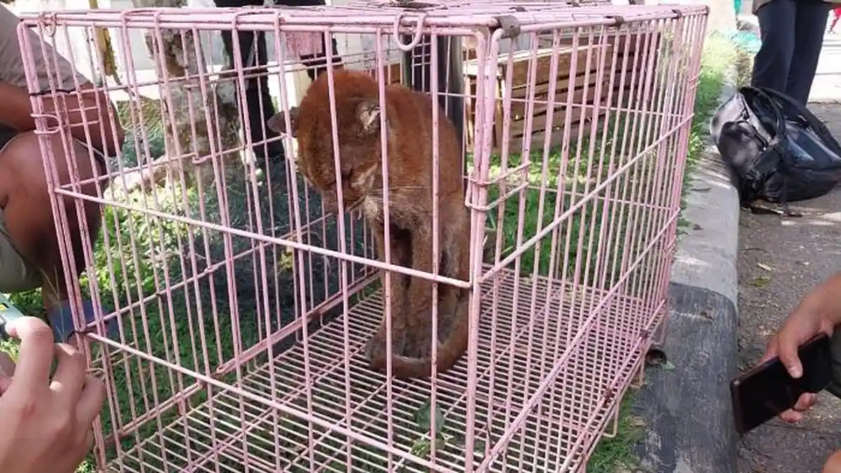 Kronologi Kucing Emas Muncul di Solok, Warga: Sudah Terlihat Sejak 3 Hari, Diusir Diam Saja