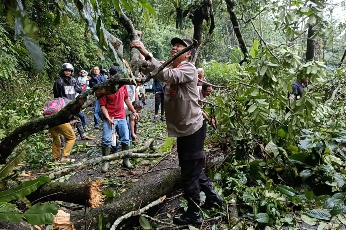 Pohon Tumbang Tutup Jalan Provinsi Pekalongan - Banjarnegara, Macet Total Selama 30 Menit