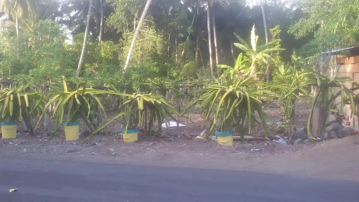 Tambah Penghasilan, Warga Soppeng Budidaya Buah Naga di Halaman Rumah
