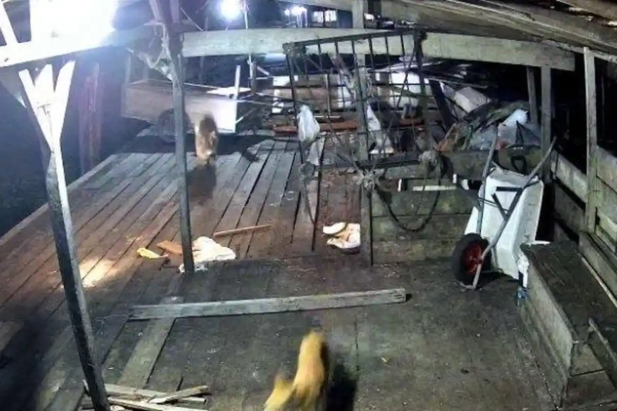 Teror Harimau di Siak Masih Berlanjut, Mangsa Anjing sampai Masuk Rumah Pekerja Kebun