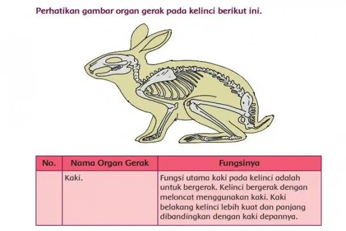Kunci Jawaban Buku Tematik Tema 1 Kelas 5 SD Halaman 10 11 12 13 14 15 16 17 18: Organ Gerak Hewan