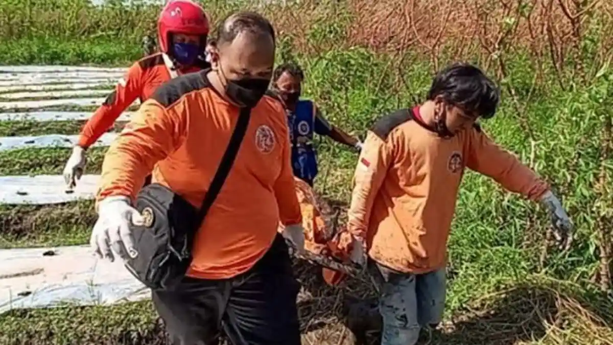 Cium Bau Tak Sedap Saat Cari Pakan, Pria ini Temukan Mayat di Kebun Singkong, Pergi Tanpa Pamit?