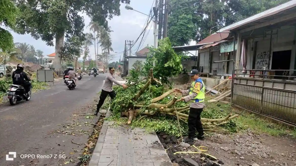 Dilanda Musim Hujan, Pohon Tumbang Mulai Terjadi di Bangli