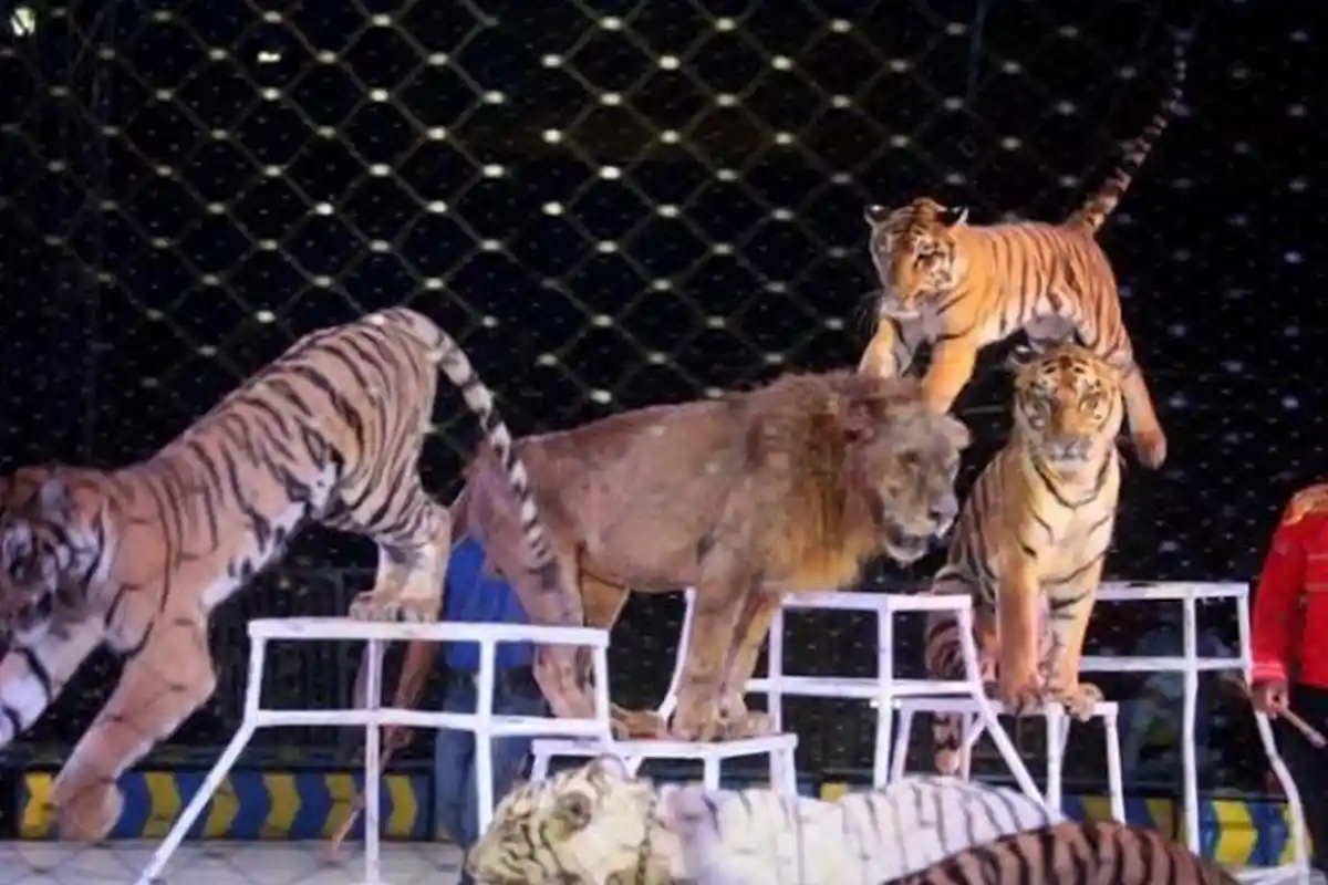 DAFTAR Kekejaman yang Dialami Pemain Sirkus OCI Taman Safari: Disetrum, Dikurung di Kandang Macan