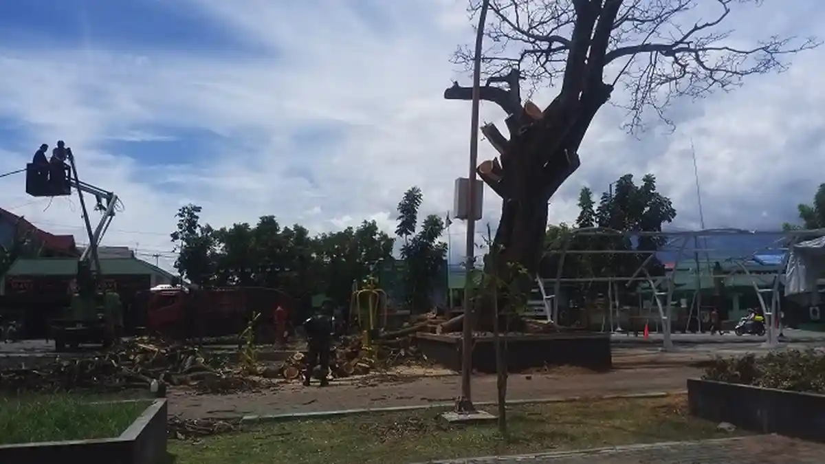 Pohon Besar di Lapangan Vatulemo Ditebang, Pekerja: Sudah Tua dan Dahannya Sering Jatuh