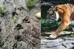 Jejak-Harimau-Sumatera-ditemukan-di-kebun-bawang-milik-warga-Blangpegayon.jpg