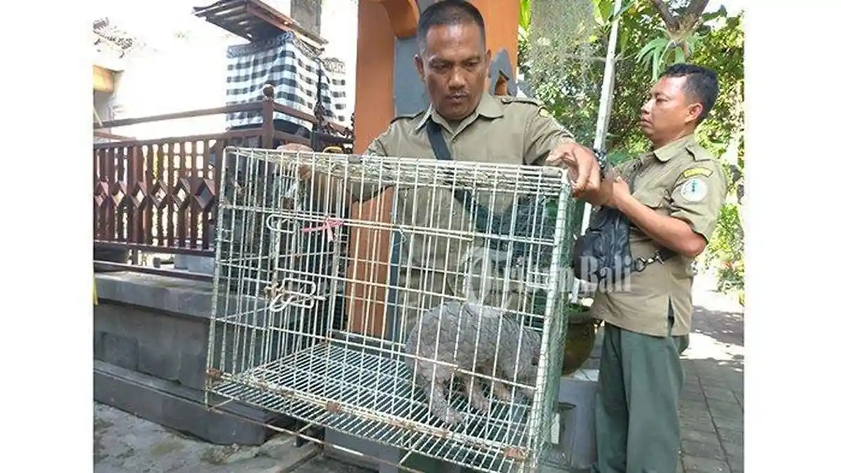 Lagi-lagi Trenggiling Masuk Rumah Warga, BKSDA Curiga Ada yang Sengaja Memelihara