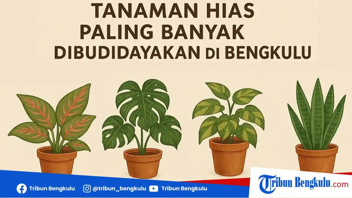 10 Tanaman Hias Paling Banyak Dibudidayakan di Bengkulu, Nomor 1 Bikin Cuan