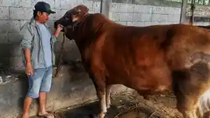 20260525-sapi-kurban-presiden-prabowo-lewat-majt.jpg