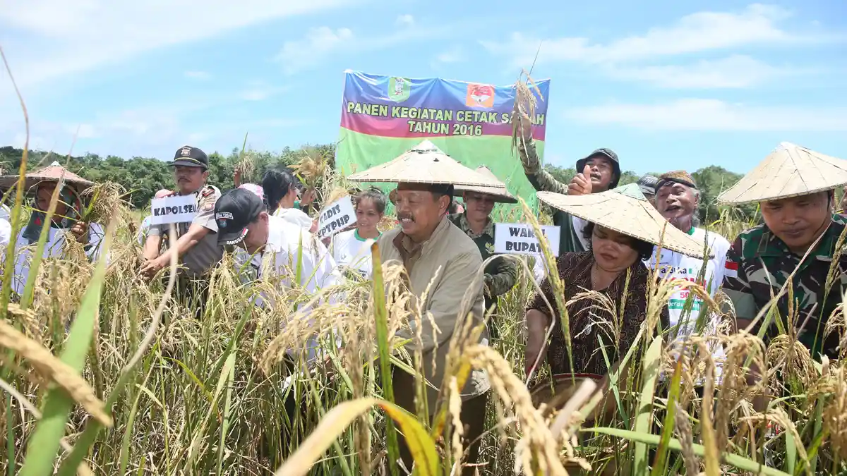 Panen Padi di Dusun Modang, Wabup Sanggau Sampaikan Pesan Ini