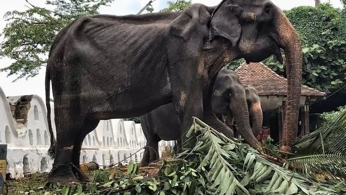 4 Kisah Memilukan Gajah Berujung Tragis, Ada Yang Tewas Saat Angkut Turis