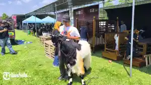 Kambing-Kaligesing-milik-Nanang-Kosim-45-dari-kandang-Pangupo-Joyo-Farm-2.jpg