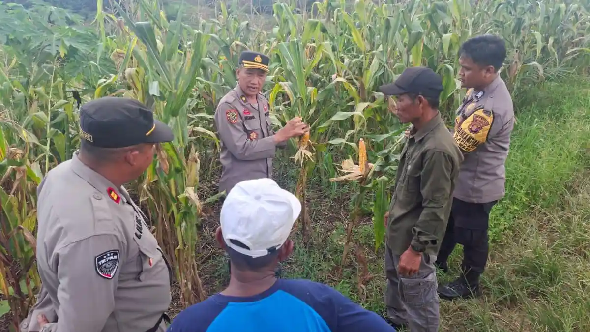 Polres Paser Gelar  Panen Jagung di Kecamatan Waru