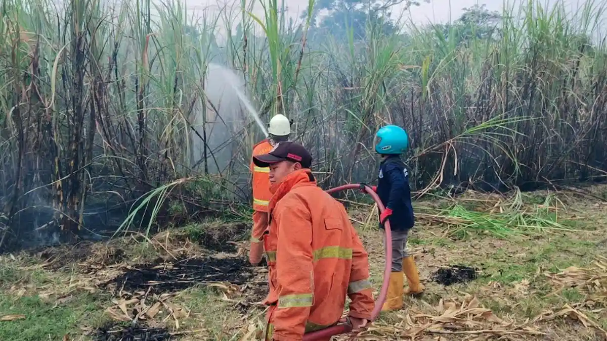 Detik-detik Lahan Tebu TKD di Mojokerto Ludes Terbakar, Imbas Bakar Limbah Jagung - Surya.co.id