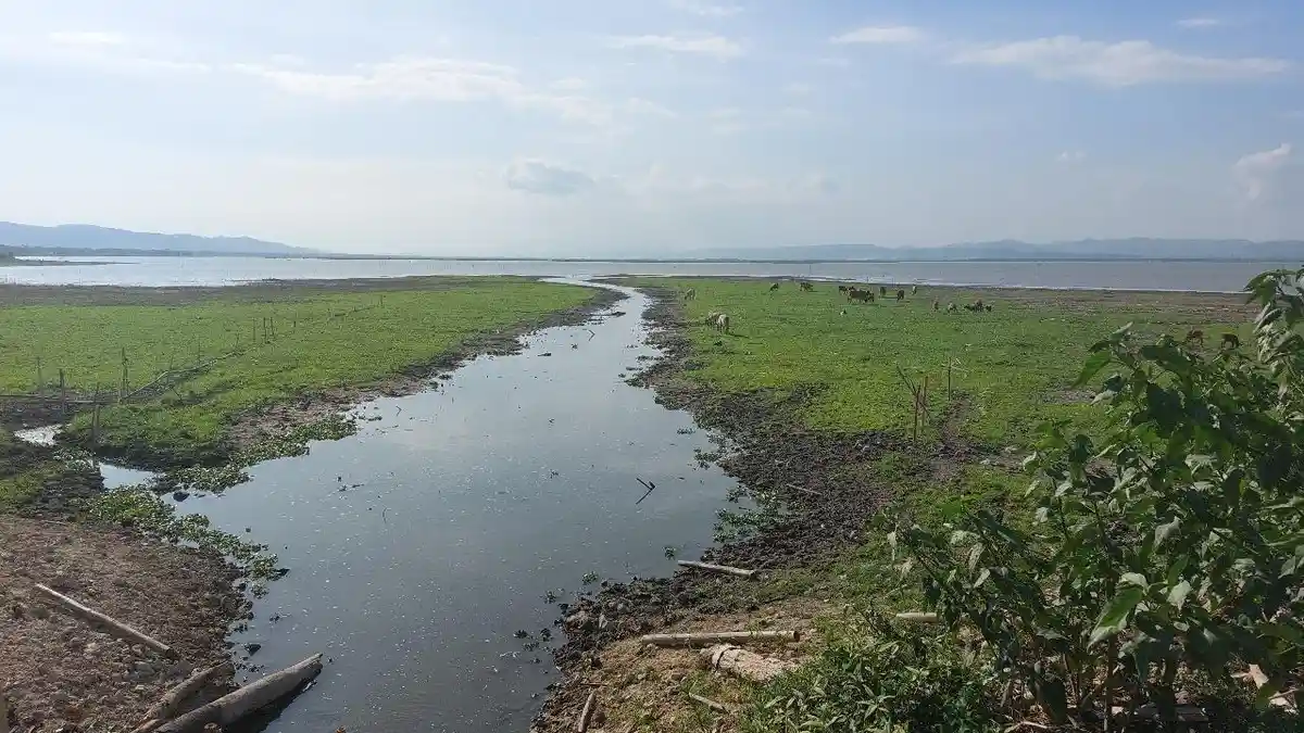 Foto Kondisi Terkini Danau Limboto Gorontalo saat Musim Kemarau, Kini Masuk Daftar Danau Kritis
