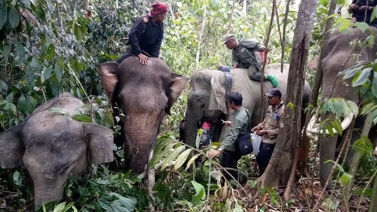 Kecamatan Leuser Harus Jadi Pusat Wisata Gajah Liar, Ini Penjelasan Polhut BKSDA Agara