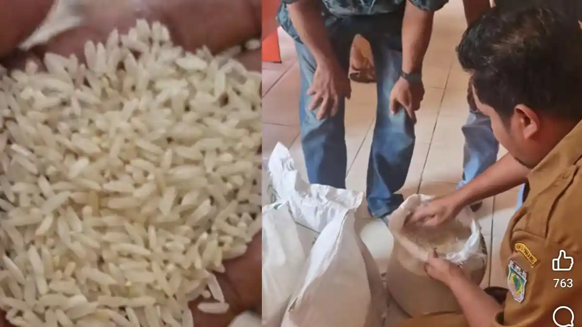Kecewanya Warga Desa Mattombong Pinrang, Bantuan Beras Bulog Berkutu dan Menguning
