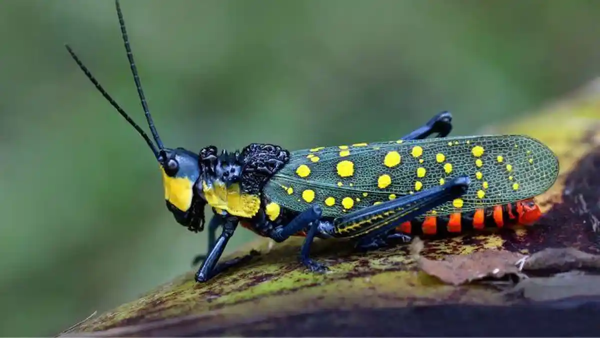 Mengenal Belalang Setan yang Bisa Menyebabkan Kematian pada Manusia Jika Dikonsumsi