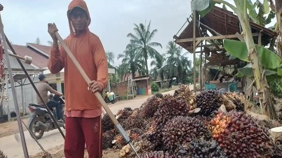 Harga TBS Sawit di Banyuasin Hari ini Kamis 26 Juni 2025, Masih Bertahan di Angka Rp 3.060 per Kg