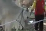 Hewan Qurban Sapi Ongole Sumbangan Jokowi-JK
