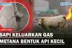 Seekor-sapi-mengeluarkan-gas-metana.jpg