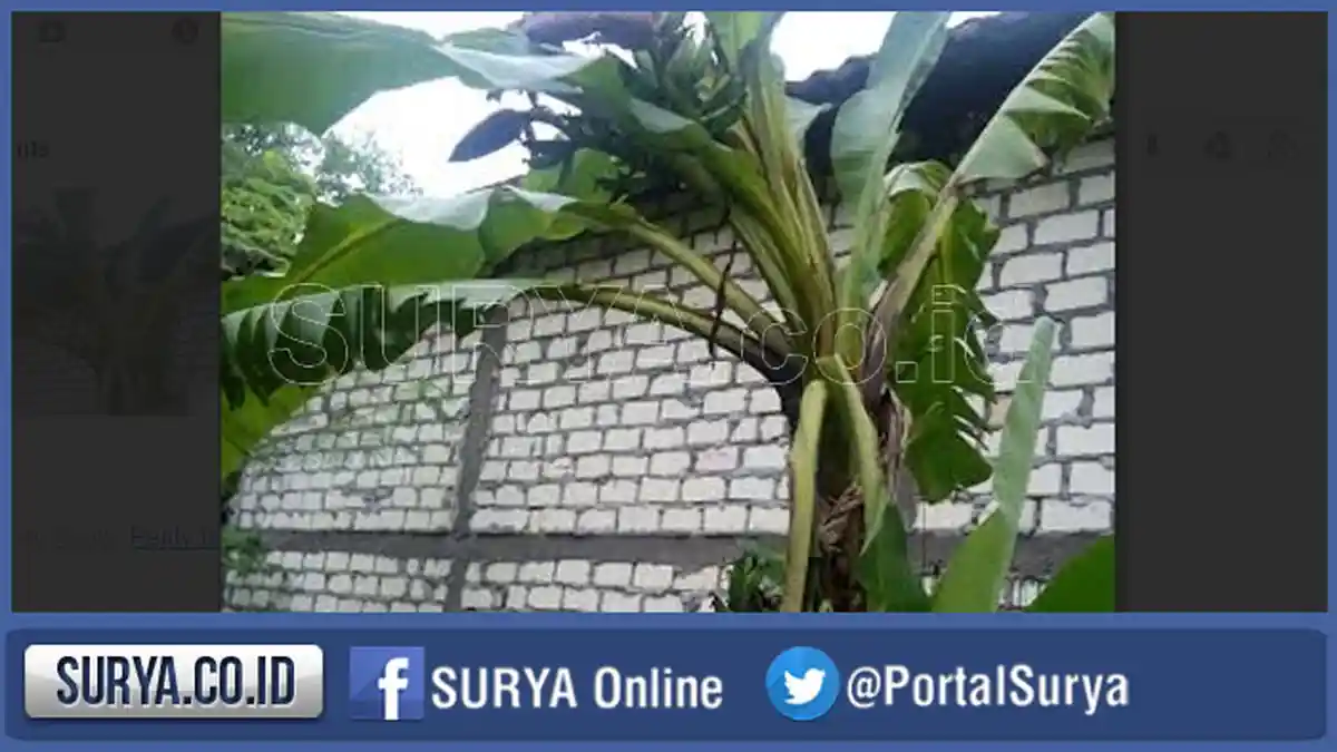 Pohon Pisang Aneh, Berbuah Empat Tangkai, Hebohkan Warga Sekitar