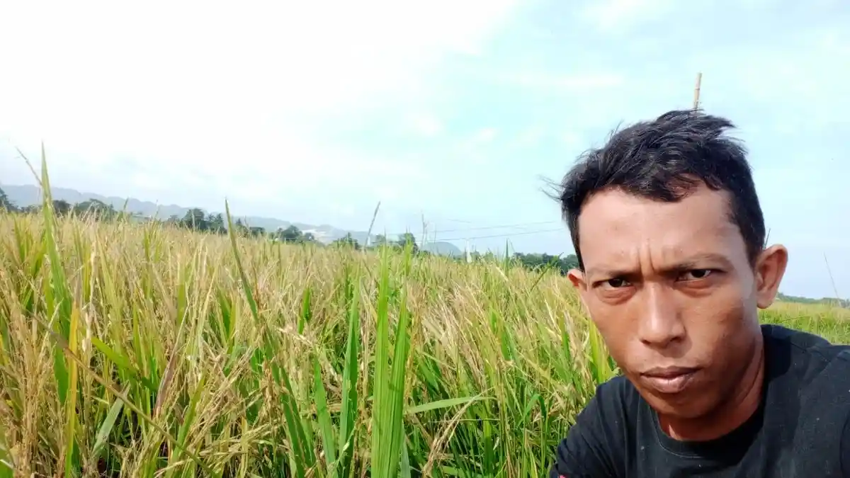 Curhat Petani Maros Padinya Diserang Burung Pipit, Dulu Bisa 400 Karung Kini Cuma Panen 20 Karung