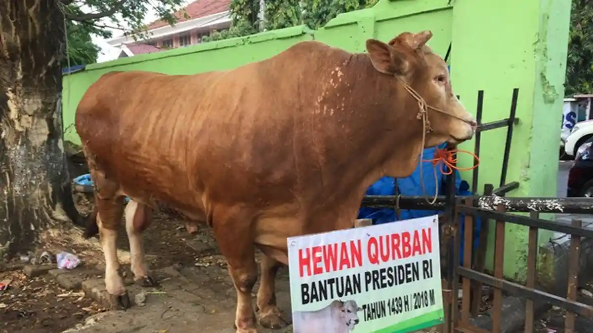 Kisah Para Penjaga Sapi Kurban Milik Jokowi, Jaga Ketat 24 Jam