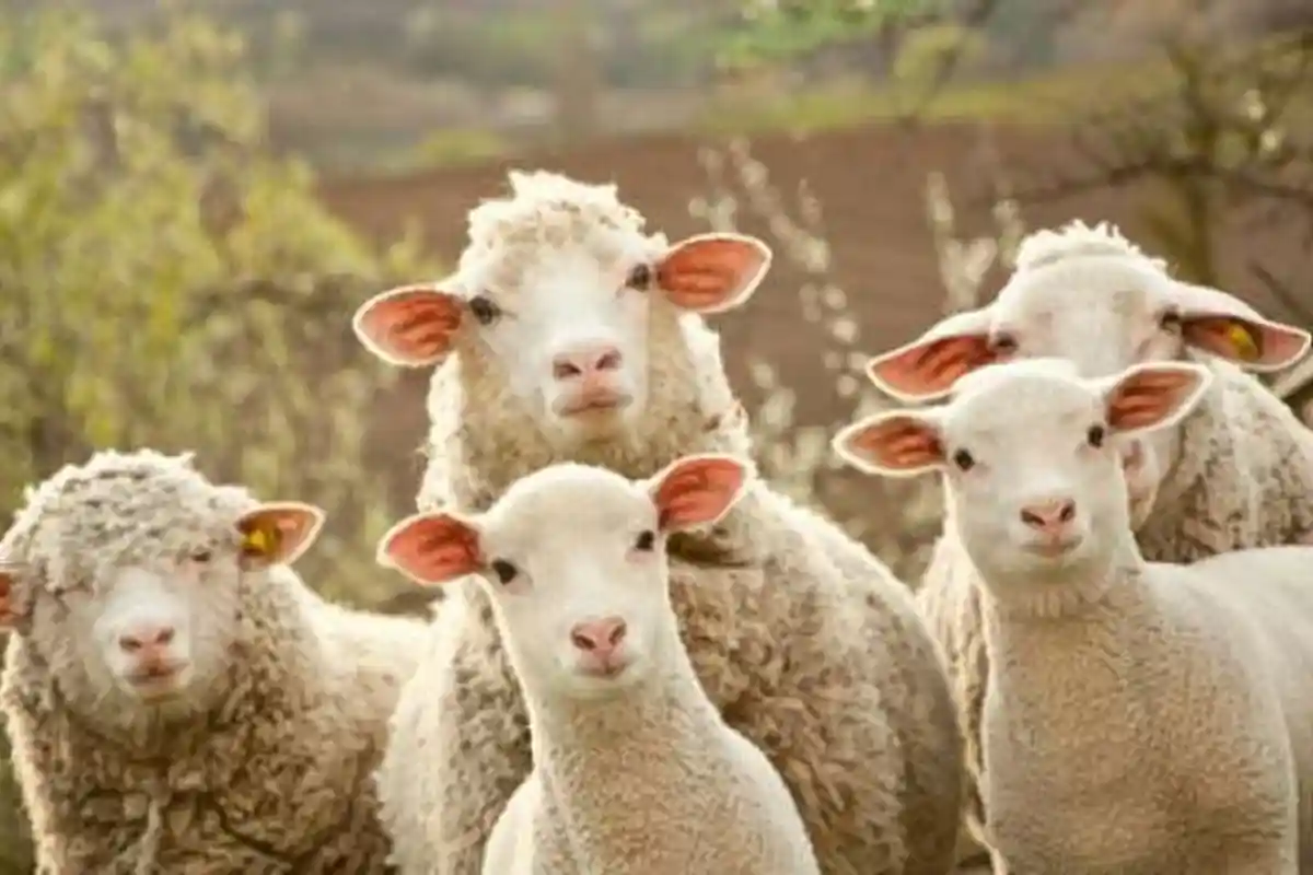 Kambing Lahir dengan Mata di Mulut Langsung Bikin Heboh, Banyak Warga Datang Menyembahnya bak Dewa